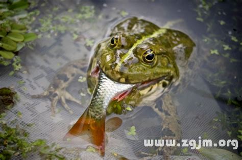 夢見魚吃魚|夢見魚吃魚